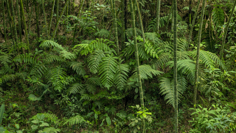 ferns in a forest