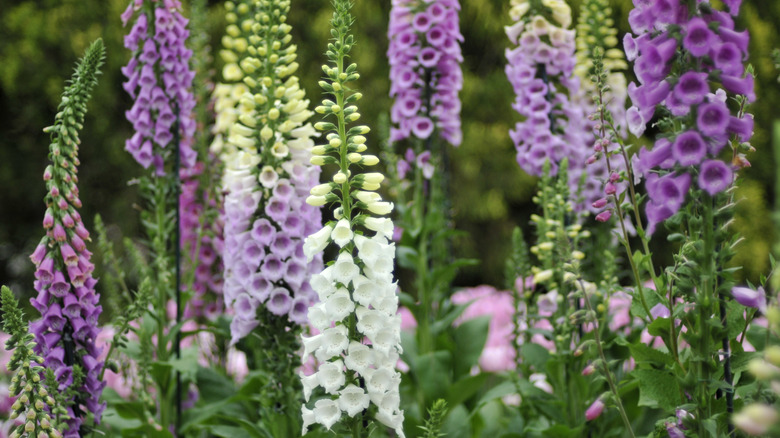 colorful foxgloves