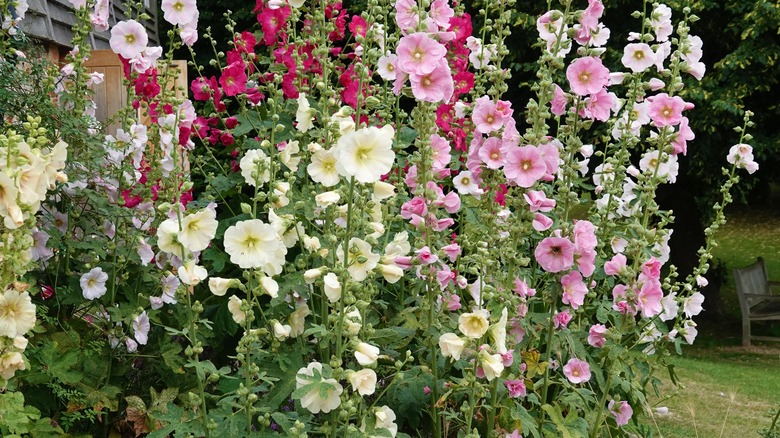 colorful hollyhocks in garden