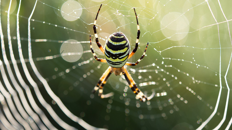 wasp spider in a web