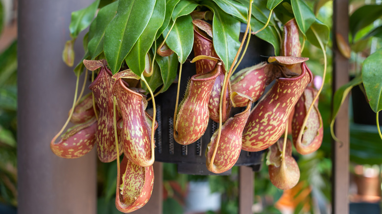 stunning pitcher plant in bloom