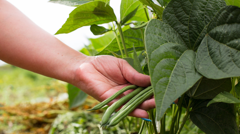 lush green beans in garden