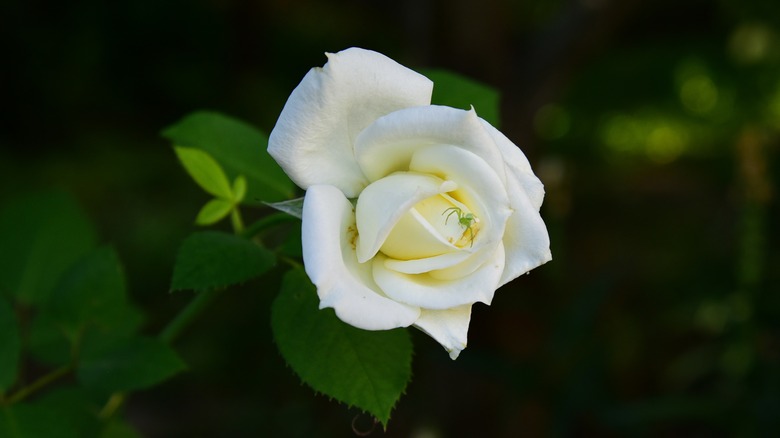 lovely white rose with spider