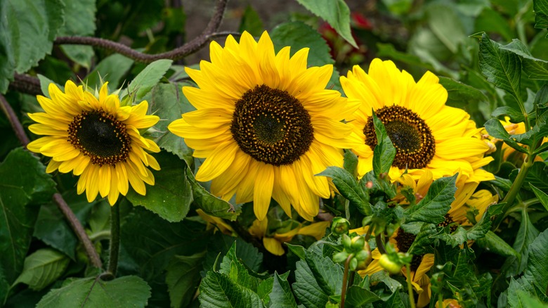 sunflowers in garden