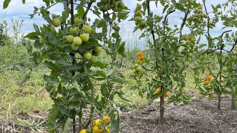 tall growing tomato plants