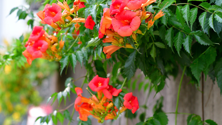 flowering trumpet vine