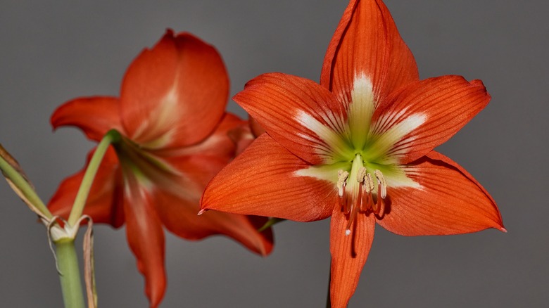 Hippeastrum amaryllis