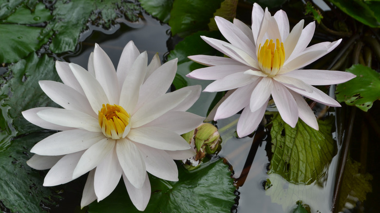 Nymphaea odorata waterlily