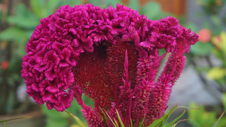 Celosia argentea var. cristata cockscomb