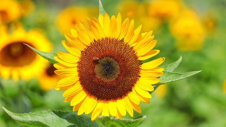 Helianthus annuus sunflower