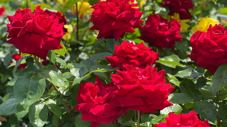 Hybrid tea roses in red