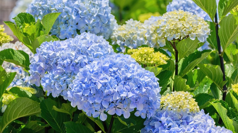 Hydrangea macrophylla