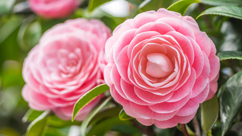 Camellia japonica