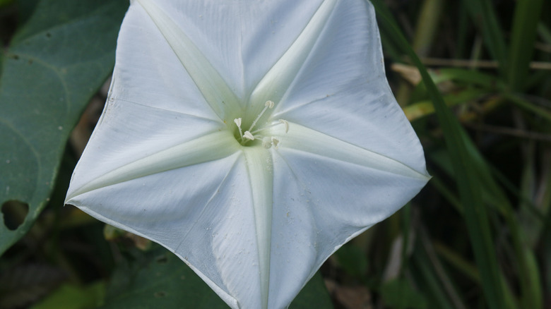 Ipomoea alba moonflower