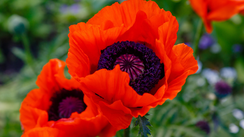 Papaver orientale poppy