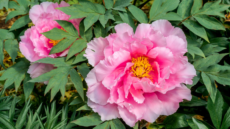 Paeonia suffruticosa tree peony