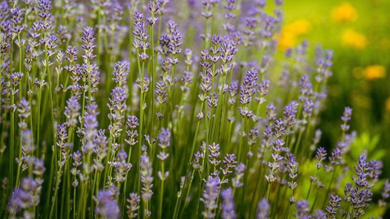 Lavandula angustifolia