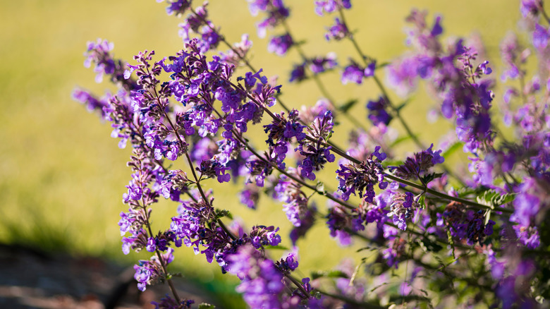 Garden catmint Nepeta × faassenii