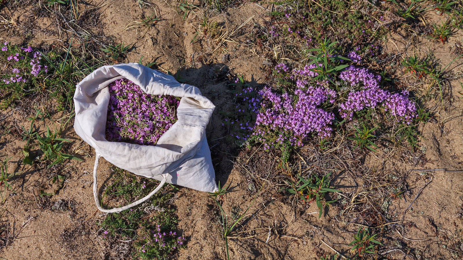 15 Plants That Thrive In Sandy Soil