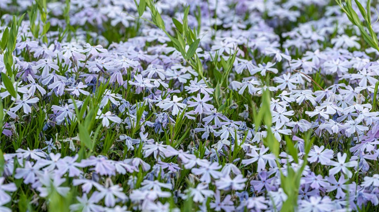 Phlox subulata