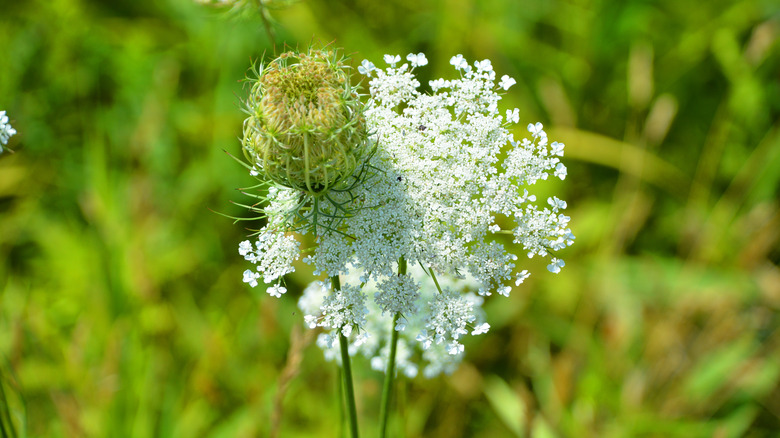 Queen Anne's lace Daucus carota