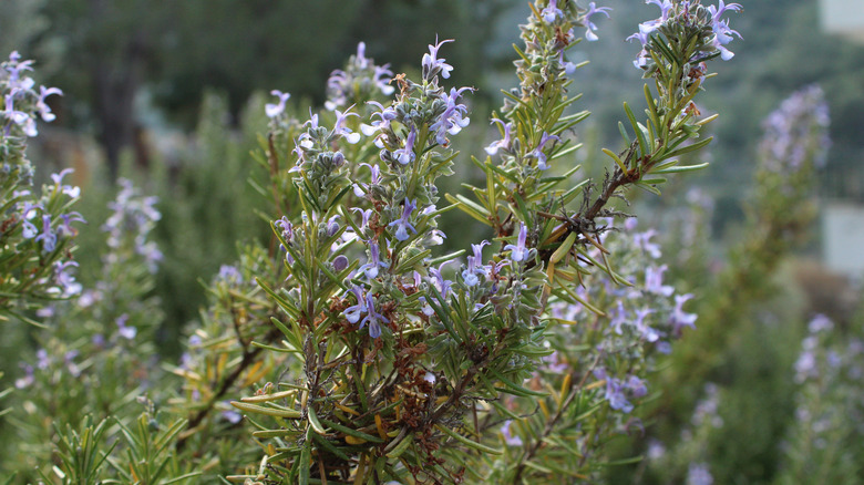 Salvia rosmarinus