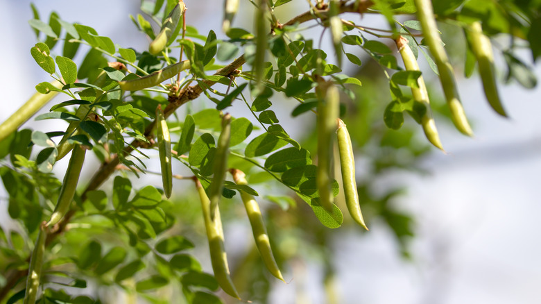 Caragana arborescens