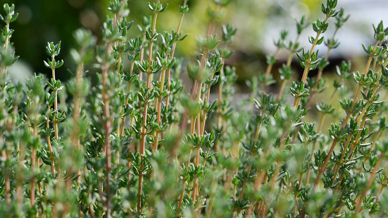 Thymus vulgaris