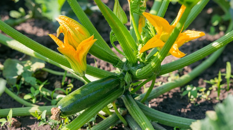 Zucchini Cucurbita pepo