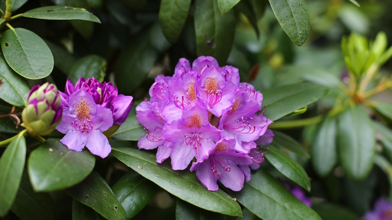 Rhododendron purple bloom clusters