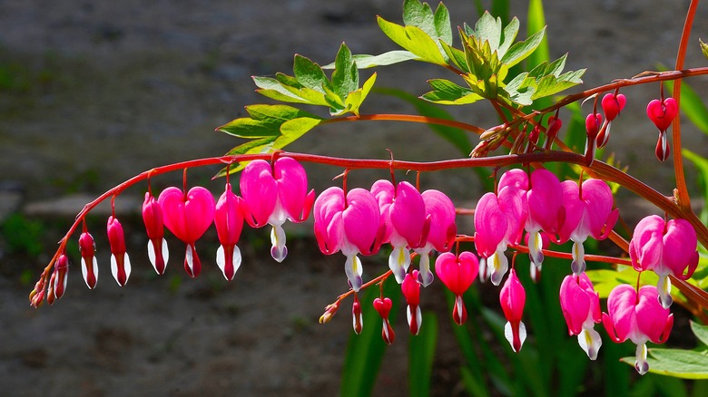 Pink bleeding heart flowers