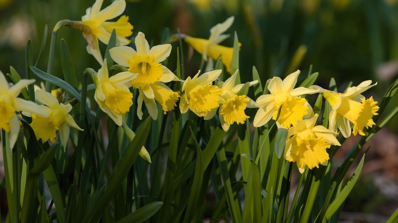 Several yellow daffodil blossoms 