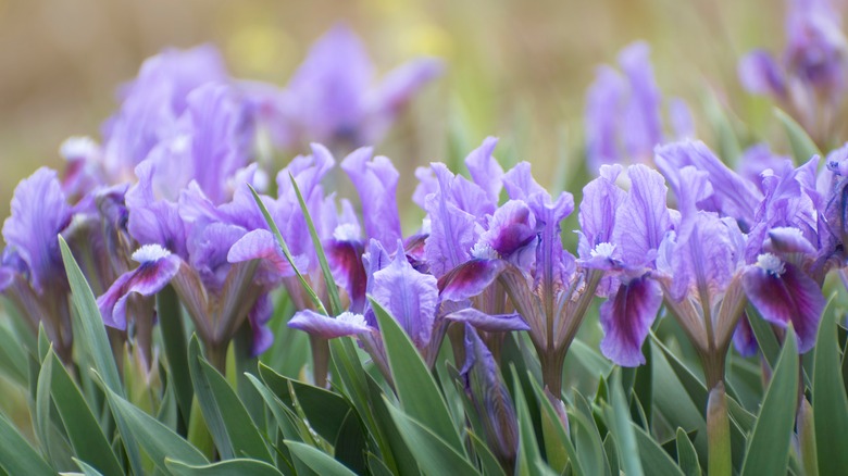 Purple dwarf iris blooms