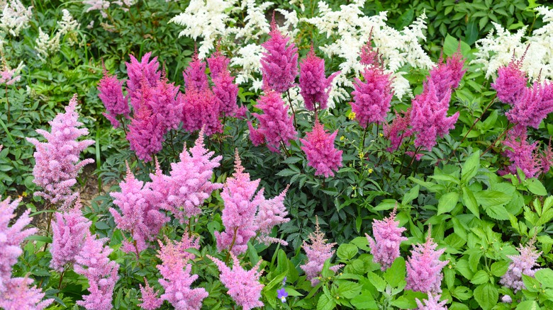 Pink flowering false goat's beard