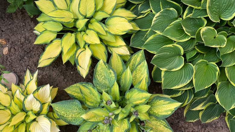 Hosta varigated leaf varieties 