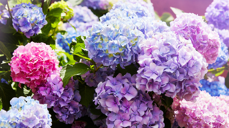 Purple and pink hydrangea flowers