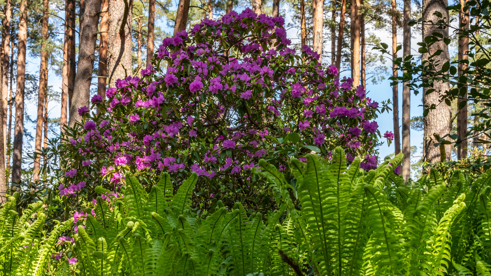 15 Plants That Will Thrive Under A Pine Tree