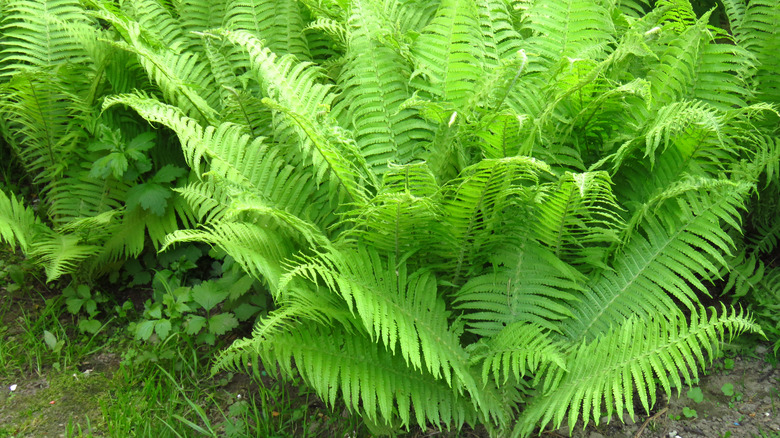 Lush green lady fern foliage