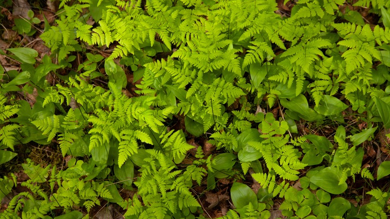 Gymnocarpium dryopteris clustered foliage 