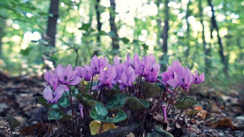 Flowering Persian violets