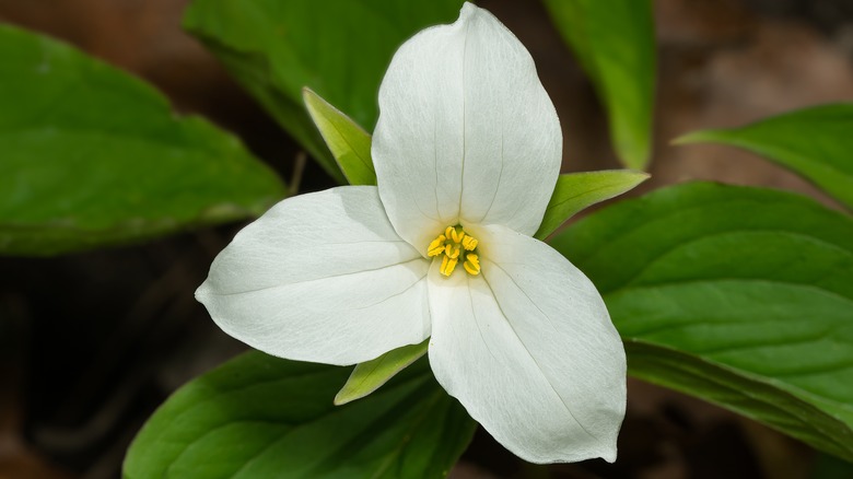 Trillium grandiflorum flower in white