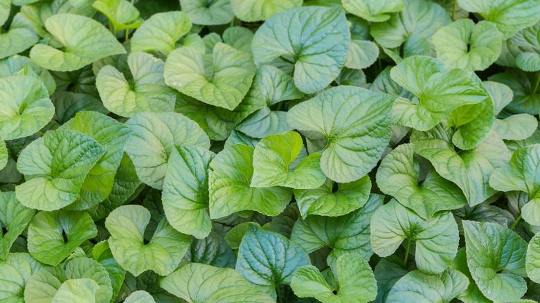 Heart-shaped wild ginger foliage 