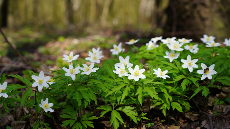 Wood anemone in forest