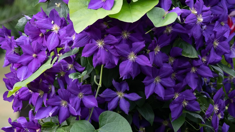 Purple clematis growing vertically