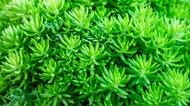 Bright green Crassula nudicaulis