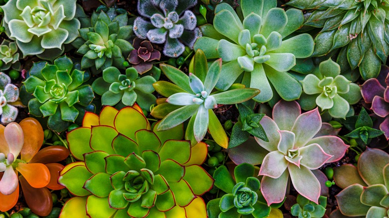 Colorful echeveria succulent plants