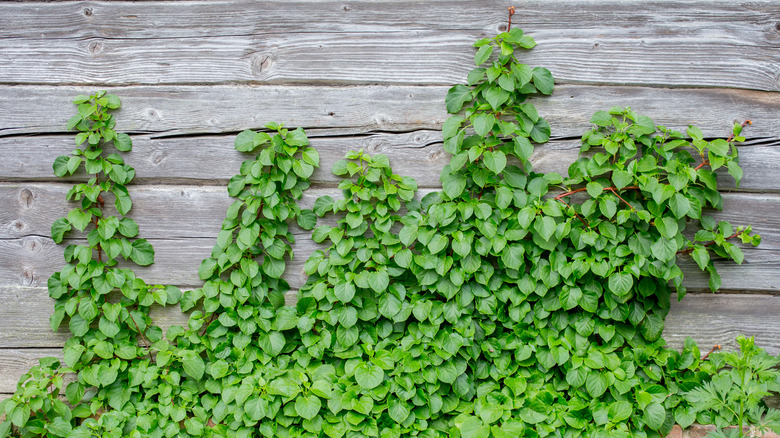 Vining hydrangea growing up wall