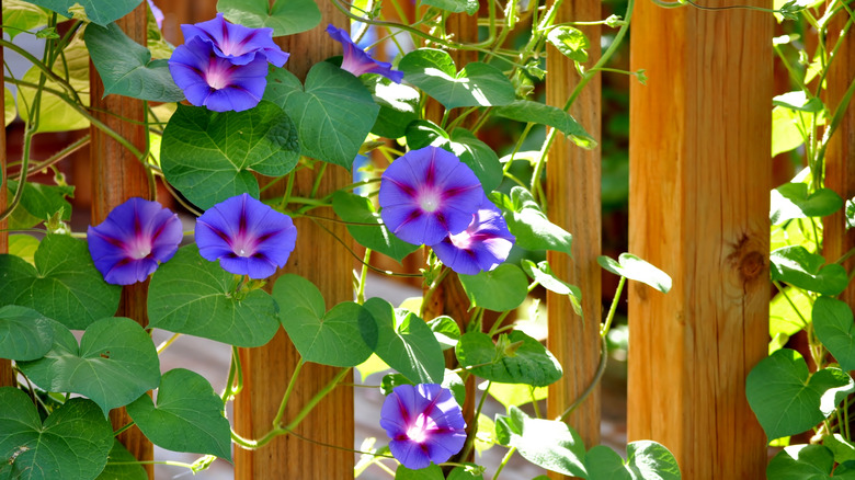 Morning glories growing vertically