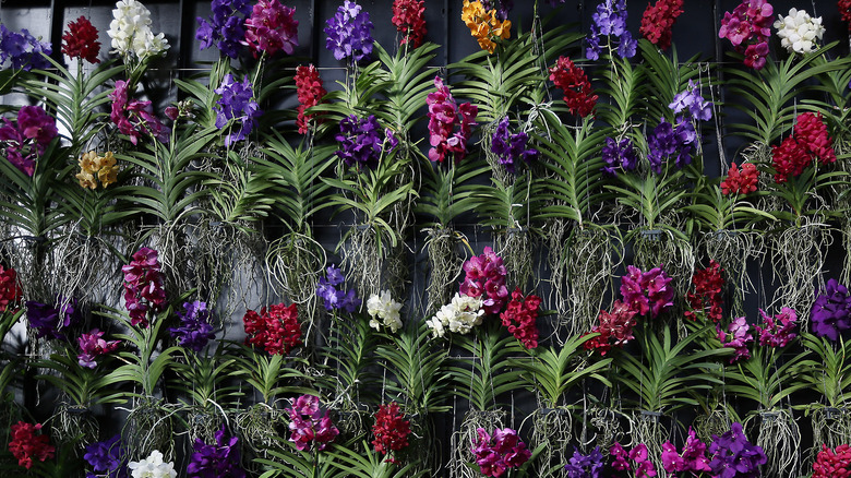 Wall of vanda orchids