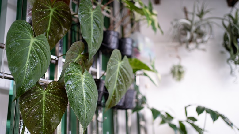 Heartleaf philodendron growing vertically